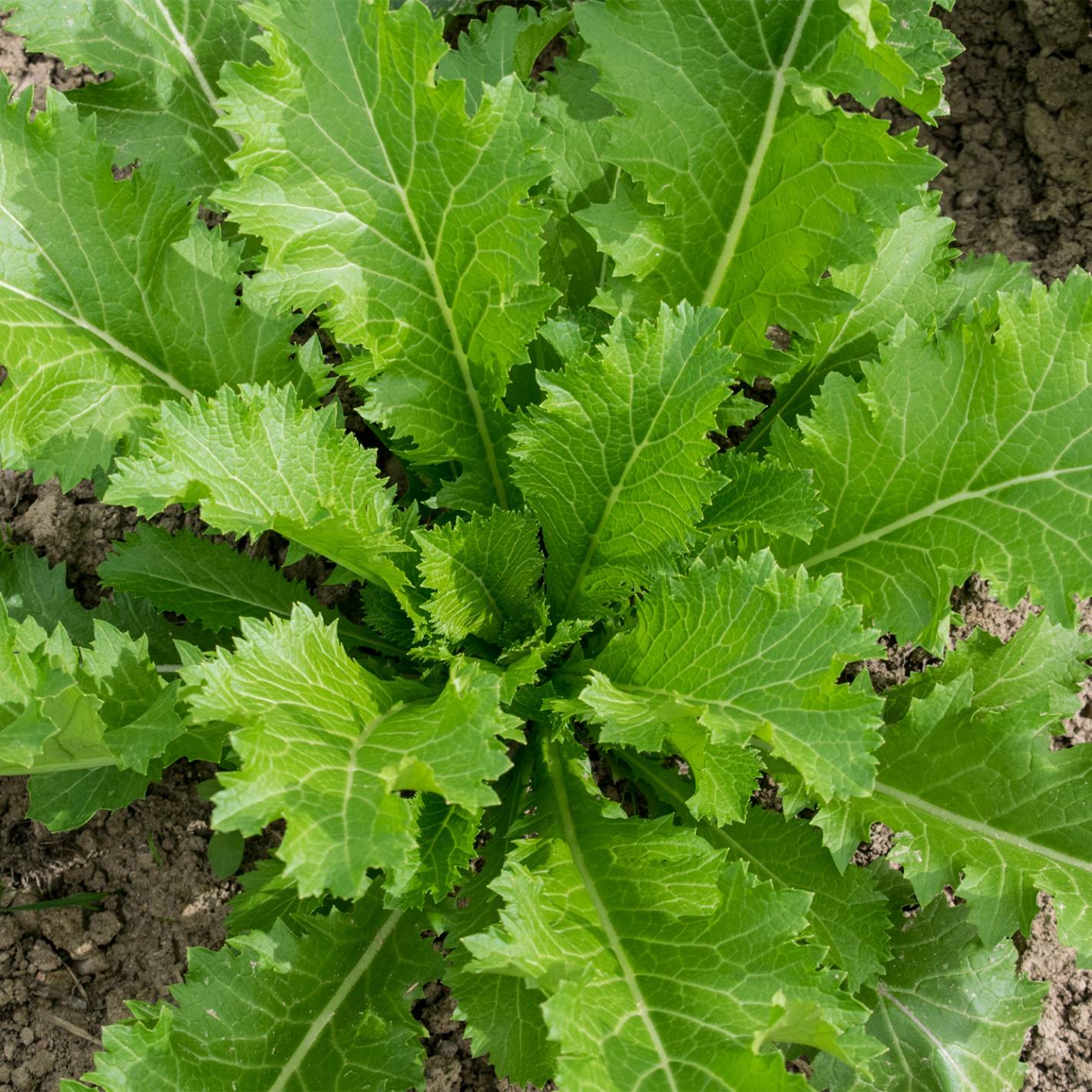 Sementes De Mostarda Biológica Green In Snow | Cultivers