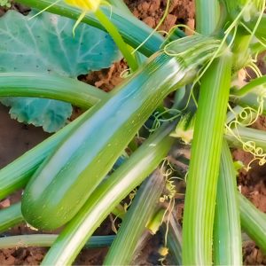Semillas de Calabacín Zuboda Biodinámicas Demeter