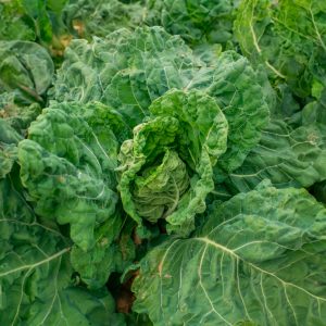 Semi di cavolo San Martino