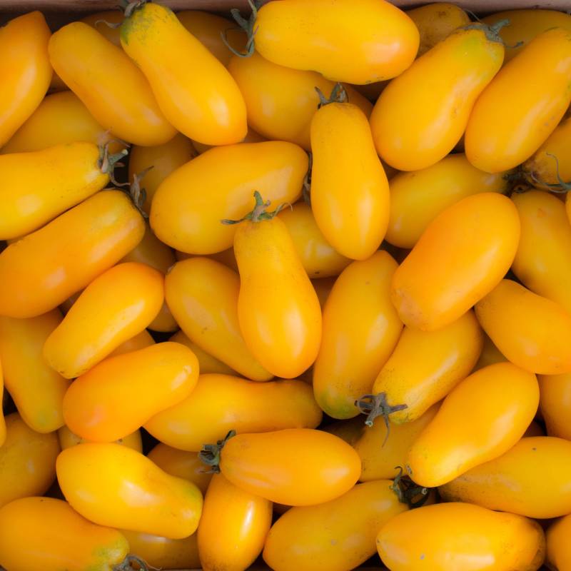 Organic Banana Cherry Legs Tomato Seeds | Cultivers