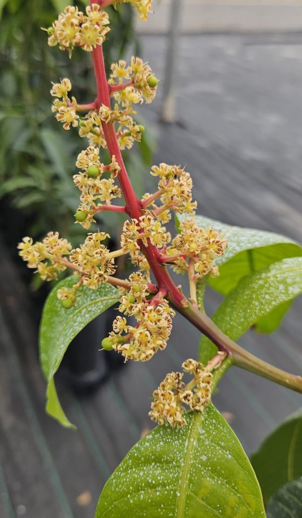 Planta de Mango Osteen - Imagen 2