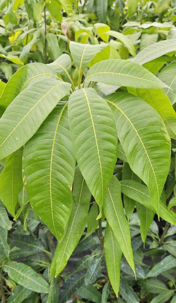 Planta de Mango Osteen - Imagen 4