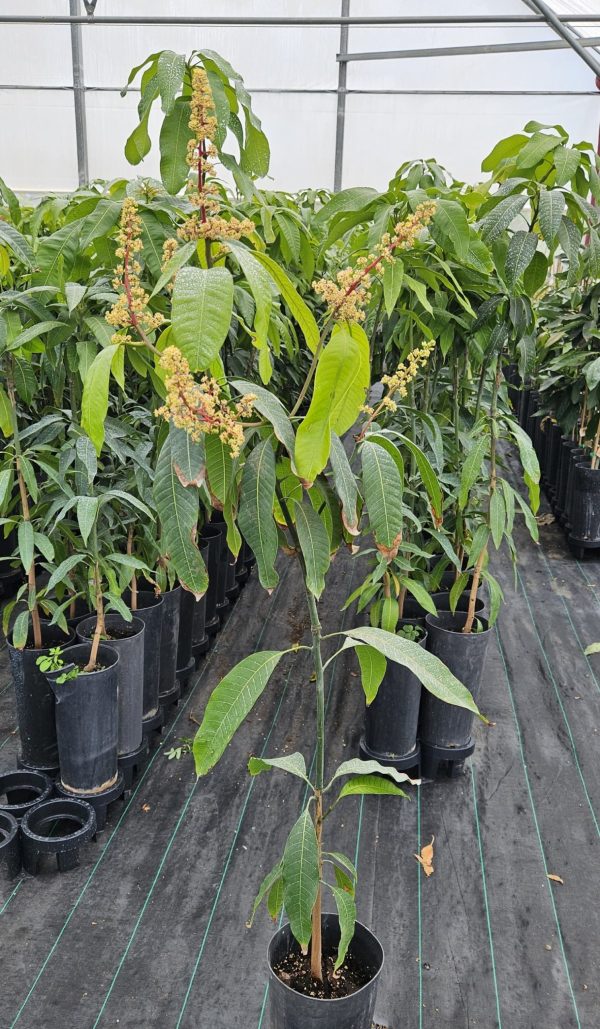 Planta de Mango Osteen - Imagen 3