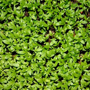 Semilla de Berro de Jardín Cressida