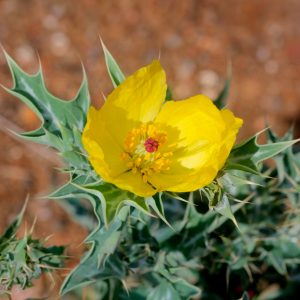 Semillas de Amapola Espinosa