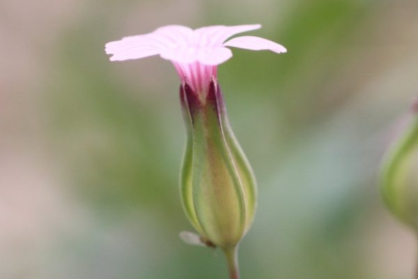 Semillas de Hierba de Vaca Rosa - Imagen 2