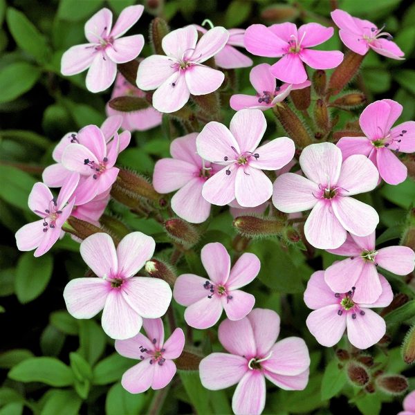 Semillas de Hierba de Vaca Rosa 3 semillas