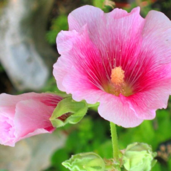 Semillas de Malva de Tres Meses 3 semillas