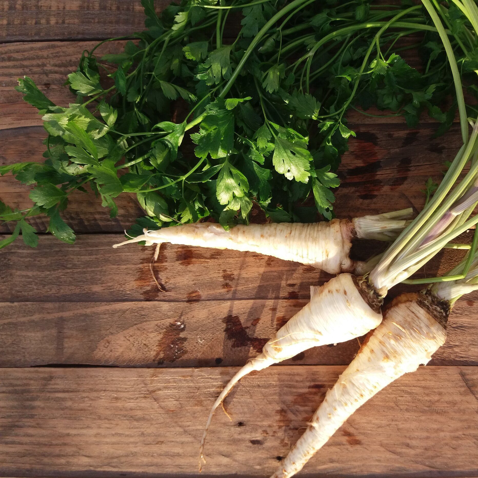 Semillas de Perejil de Raíz 1 semillas