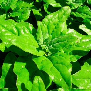 Guía del cultivo de la espinaca de Nueva Zelanda 3 semillas