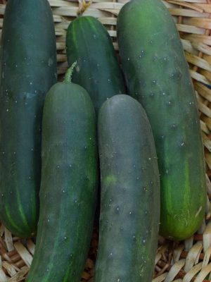 cucumber marketmore demeter