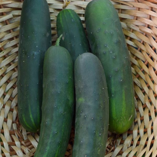 pepino marketmore demeter