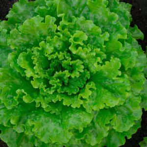 Semillas de Lechuga La Brillante Biodinámicas Demeter