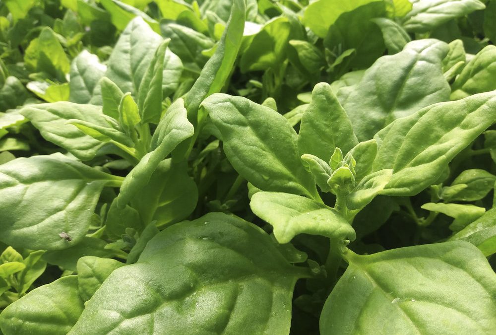 New Zealand Spinach Growing Guide
