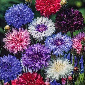 semillas de anciano mix