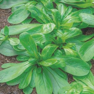 semillas de canonigos grote