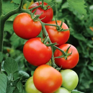 cultiva tomate