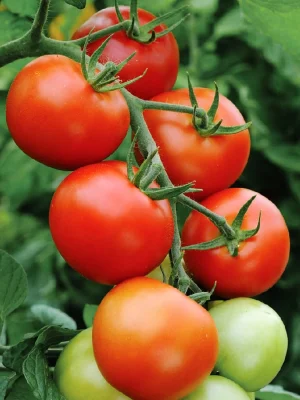 cultiva tomate