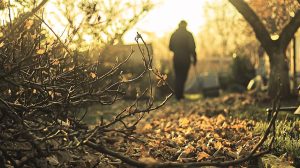 poda de arboles en otoño