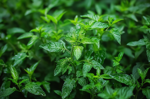 cultiva tomate en casa