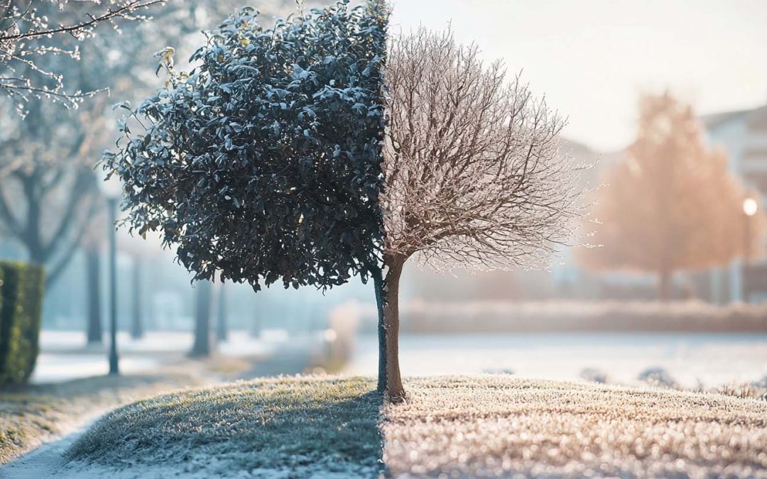 La poda de febrero: Técnicas y consejos para revitalizar tu huerto y jardín