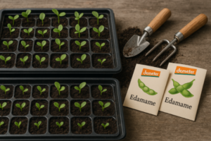 como cultivar edamame