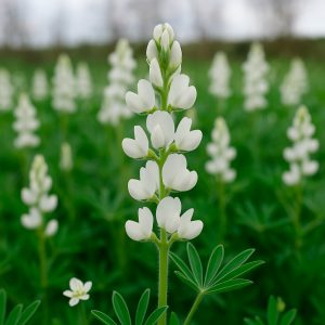 Abono Verde Altramuz Blanco