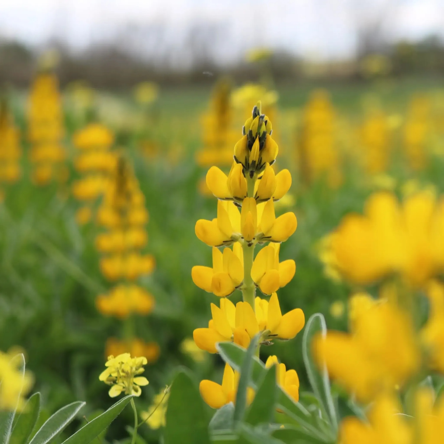 Abono Verde Altramuz Amarillo 1 Abono Verde Altramuz Amarillo