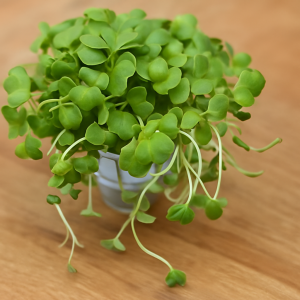 Microgreen Mostaza