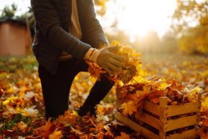 tareas del jardín en noviembre