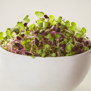 Microgreen Rabanito China Rose