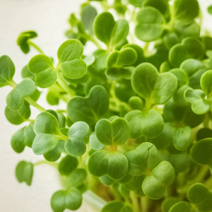Microgreen Brocoli