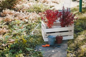 cómo preparar tu jardín para el invierno