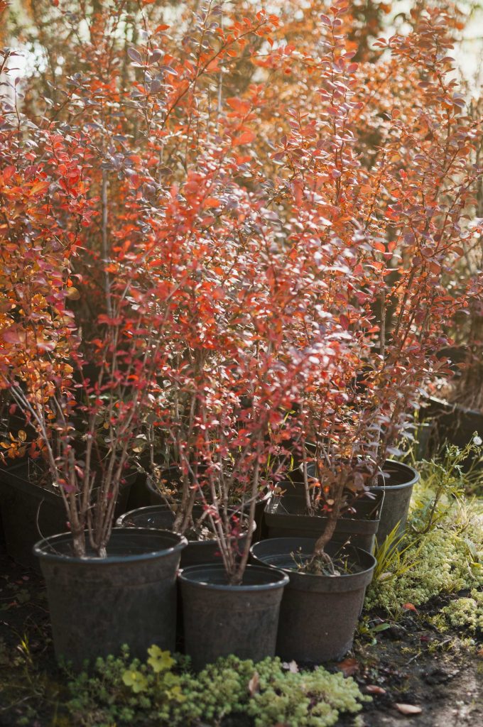 Cómo preparar tu jardín para el invierno: guía práctica paso a paso 3 preparar las plantas del jardín para el invierno