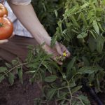 como abonar tomates y pimientos