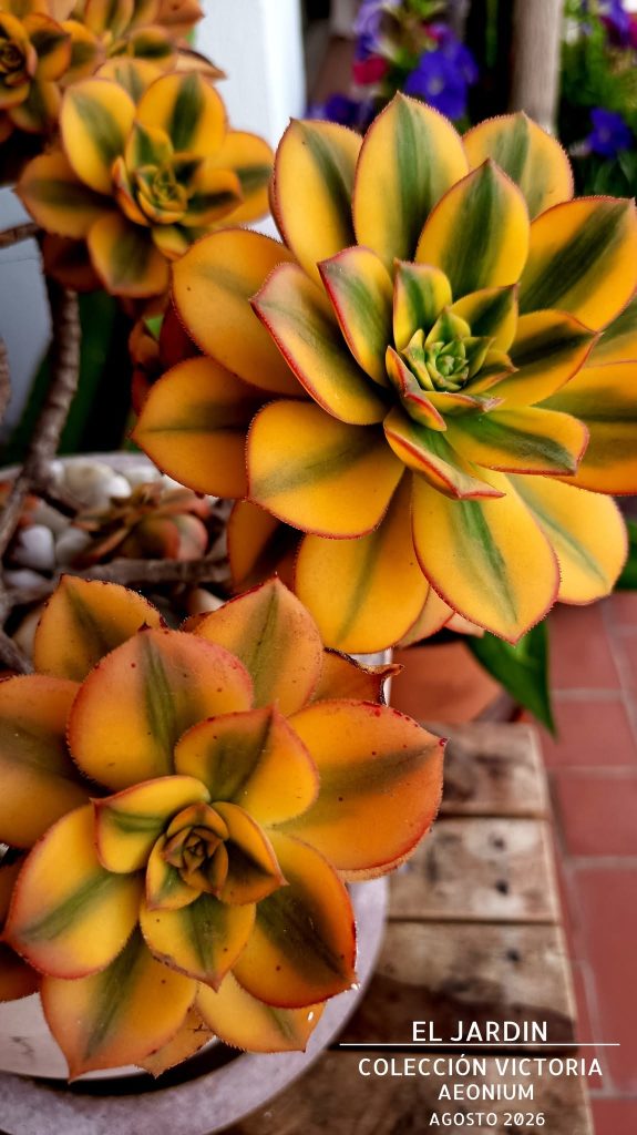 aeonium © Pedro Serka M. — 2026