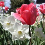cómo plantar bulbos de primavera