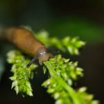 Cómo eliminar babosas y caracoles del huerto