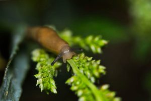 Cómo eliminar babosas y caracoles del huerto