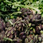 Plantar alcachofas: guía de cultivo