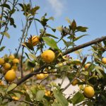 plagas y enfermedades del limonero