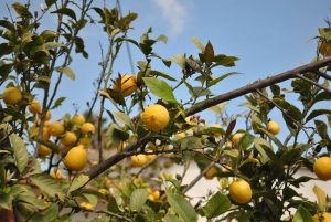 plagas y enfermedades del limonero